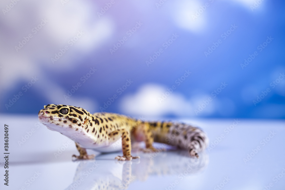 Obraz premium Young Leopard gecko a blue sky background