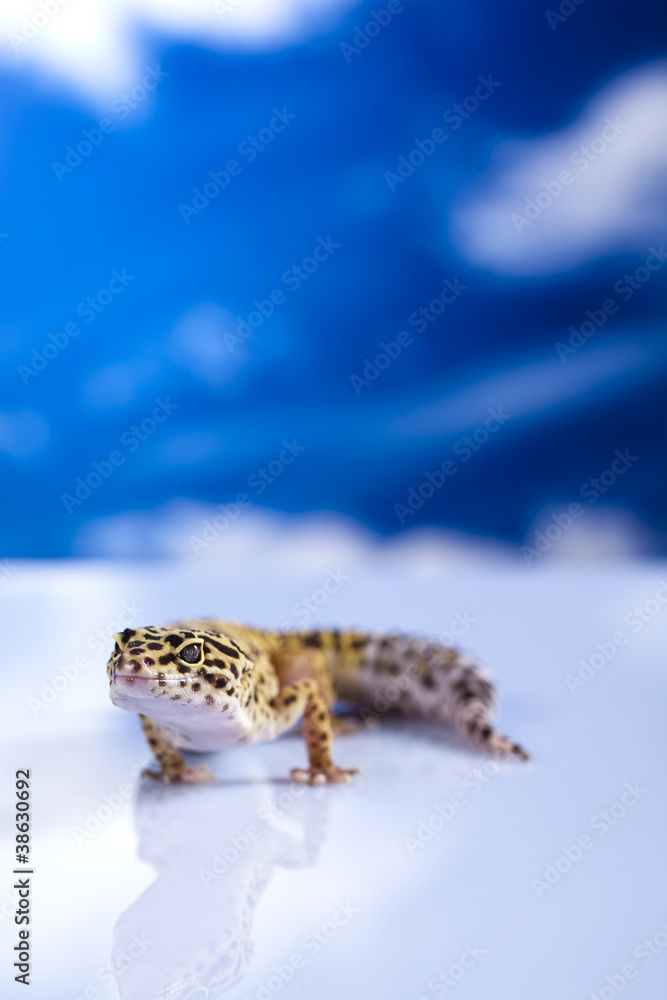 Obraz premium Gecko in a blue sky background