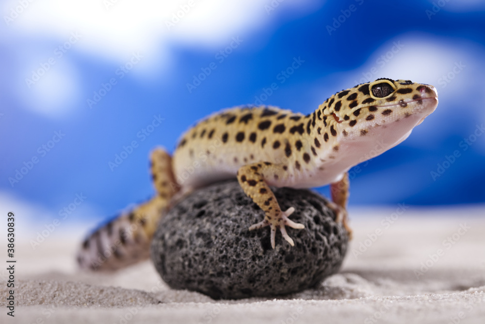 Gecko in a blue sky background Gecko in a blue sky background