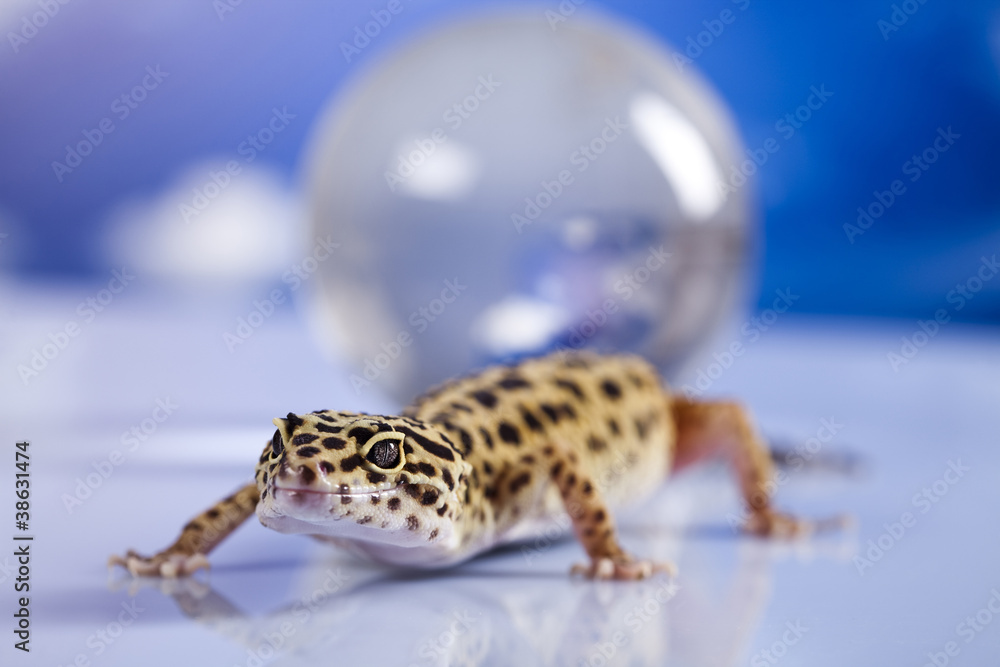 Naklejka premium Globe in gecko