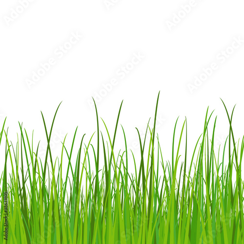 green grass - seamless vector