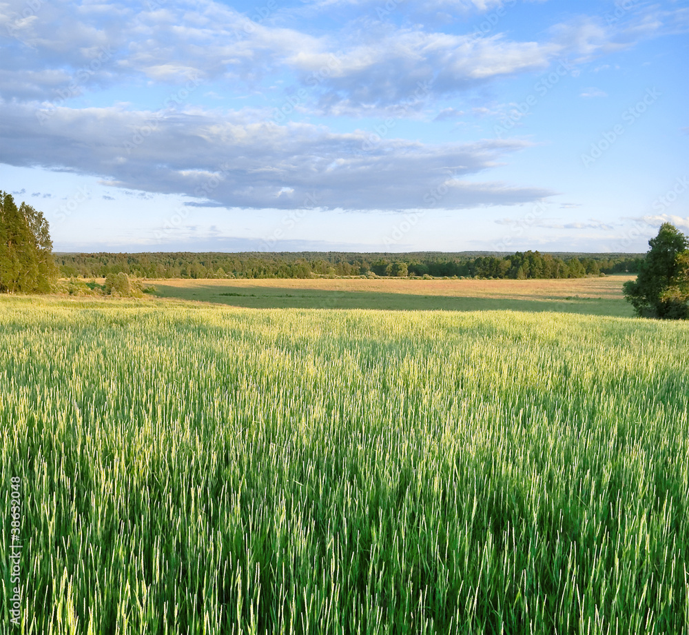Obraz premium Summer evening
