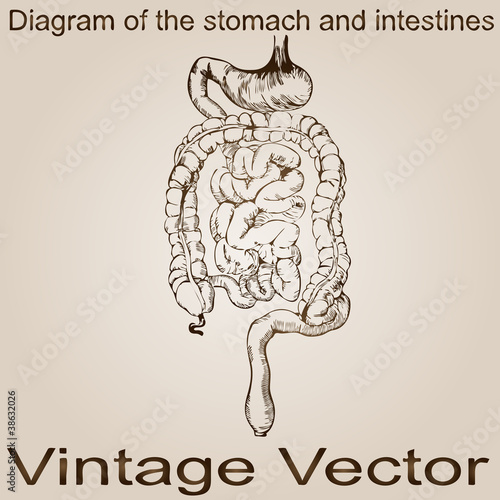 Vector vintage anatomy sketch drawing