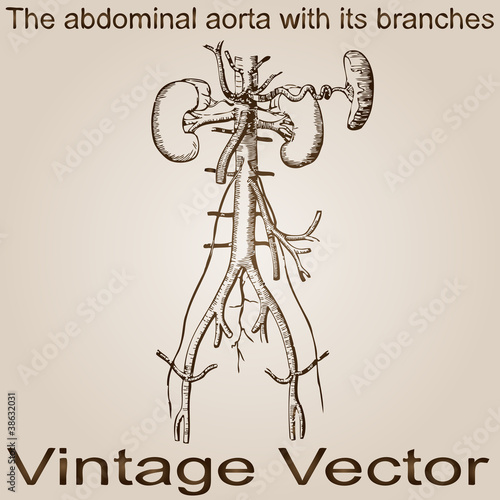 Vector vintage anatomy sketch drawing