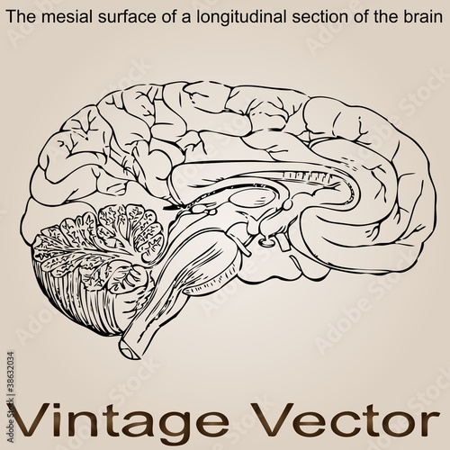 Vector vintage anatomy sketch drawing