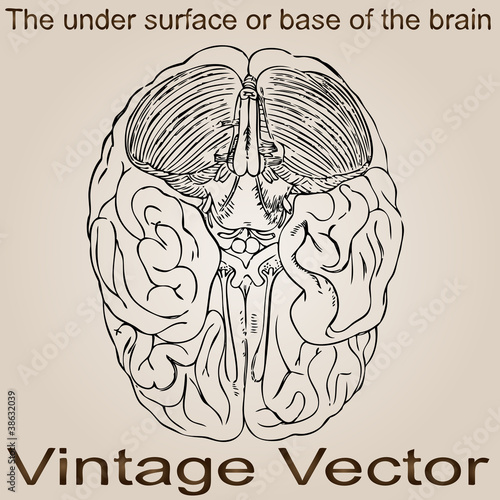 Vector vintage anatomy sketch drawing