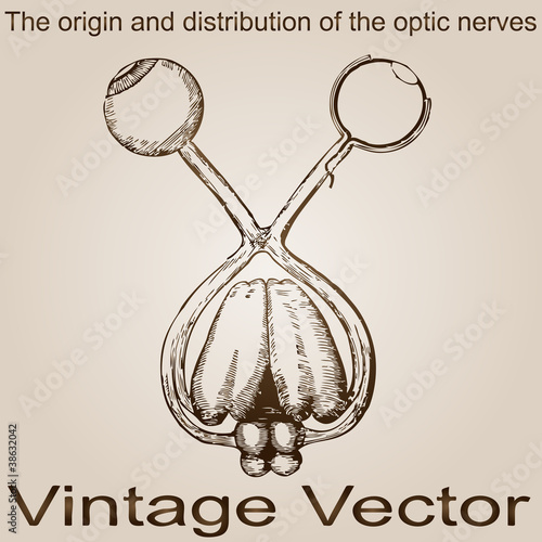 Vector vintage anatomy sketch drawing