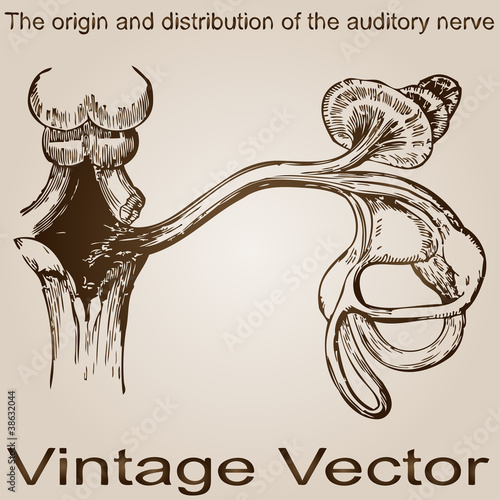 Vector vintage anatomy sketch drawing