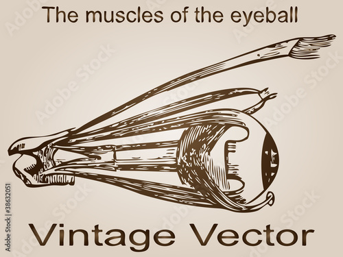 Vector vintage anatomy sketch drawing