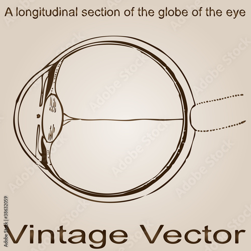 Vector vintage anatomy sketch drawing
