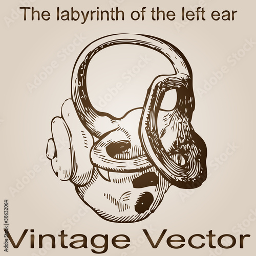 Vector vintage anatomy sketch drawing