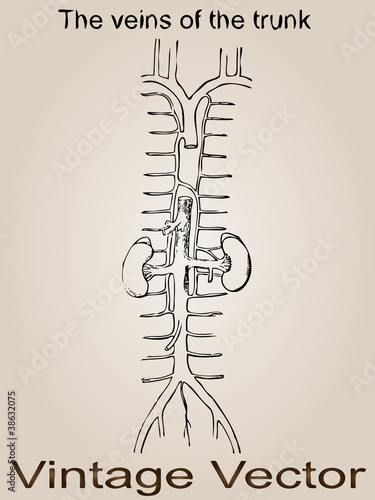 Vector vintage anatomy sketch drawing