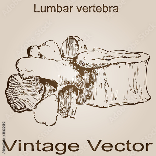Vector vintage anatomy sketch drawing