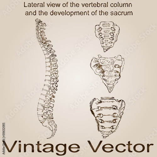 Vector vintage anatomy sketch drawing