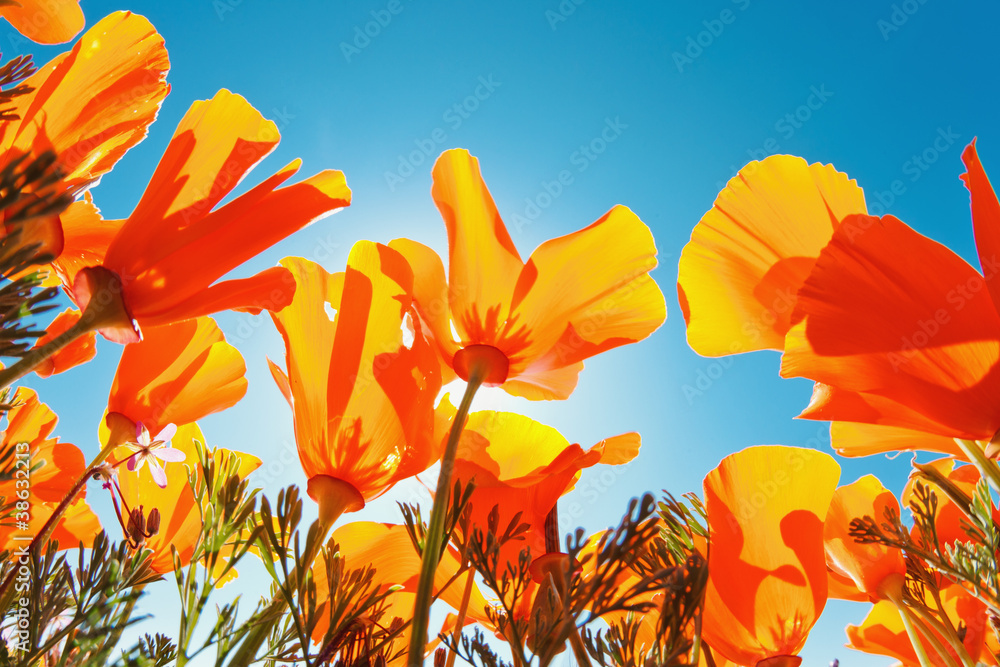 Fototapeta premium Beautiful Spring Flowers