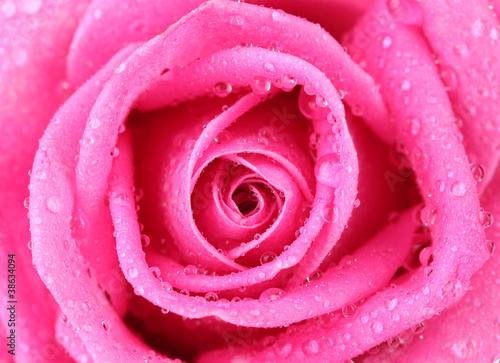 Pink rose with water droplets closeup