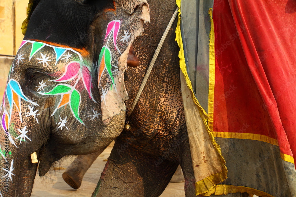 Obraz premium Elephant. India, Jaipur, state of Rajasthan.
