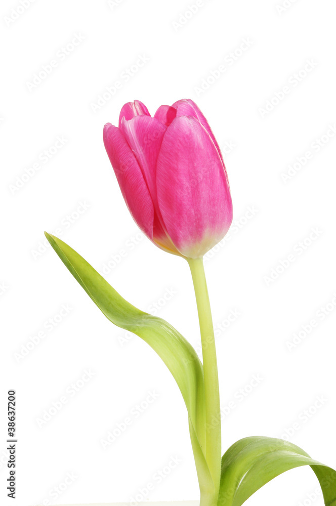 Purple tulip Purple tulip