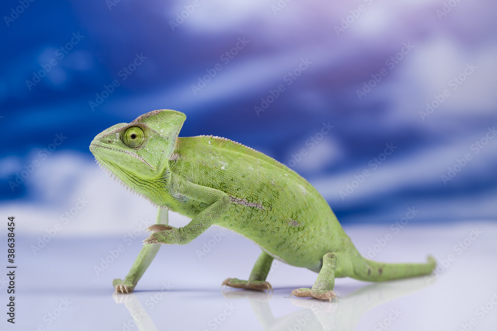 Obraz premium Chameleon on the blue sky