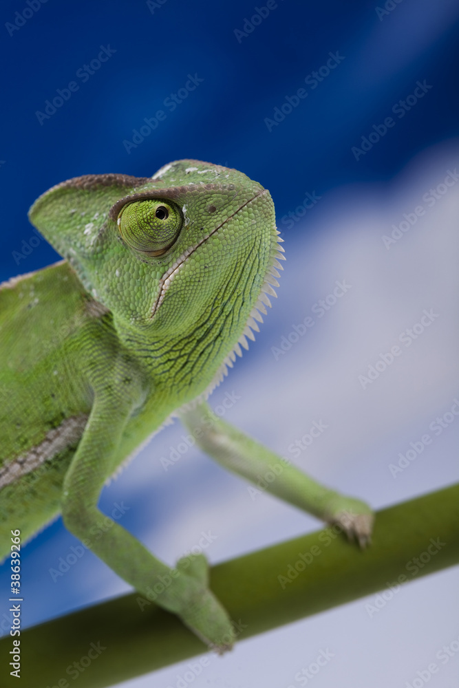 Fototapeta premium Lizard