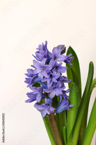 Hyacinths in basket