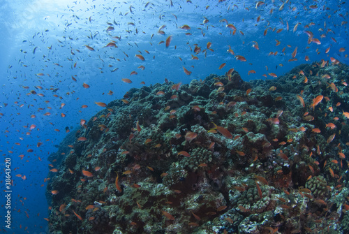 Fototapeta Naklejka Na Ścianę i Meble -  サンゴに舞うハナゴイの群れ