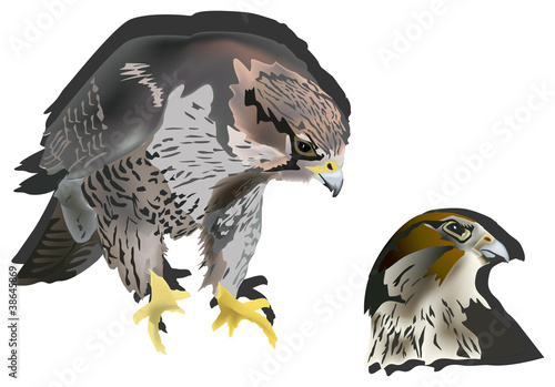 hawk on white background
