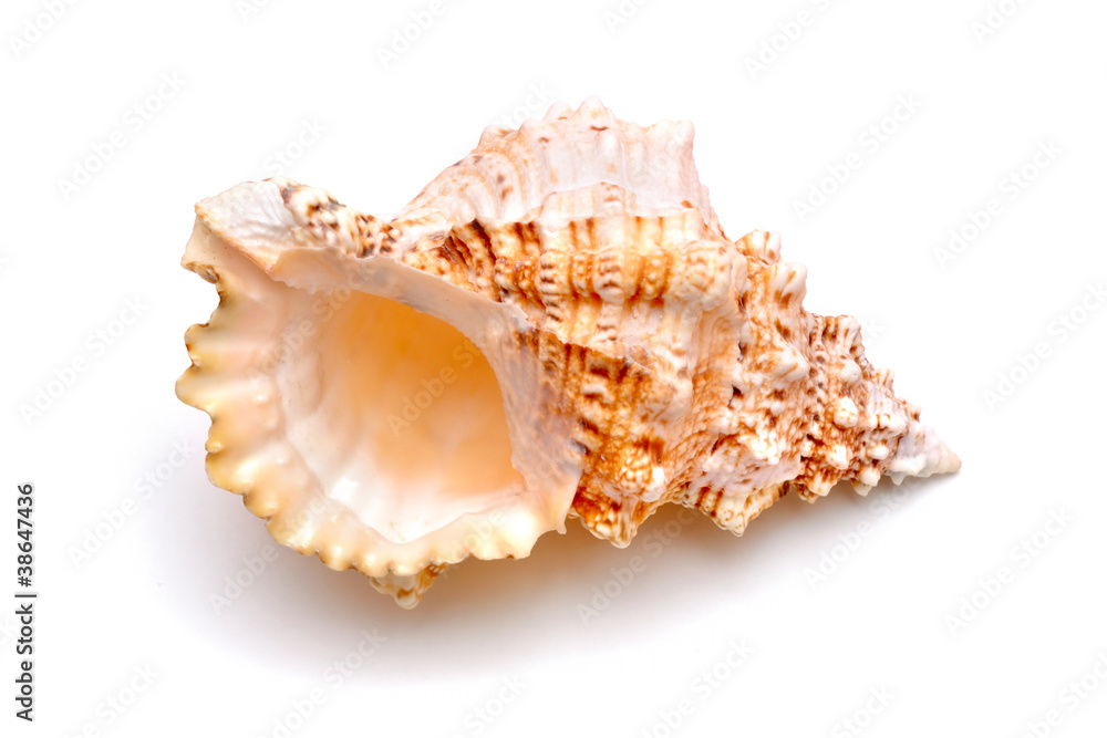 Sea cockleshell on a white background Sea cockleshell on a white background