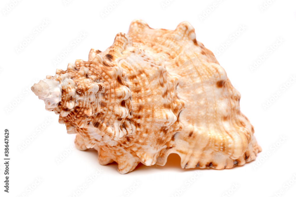 Sea cockleshell on a white background Sea cockleshell on a white background