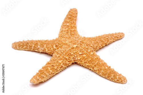 Starfish on a white background
