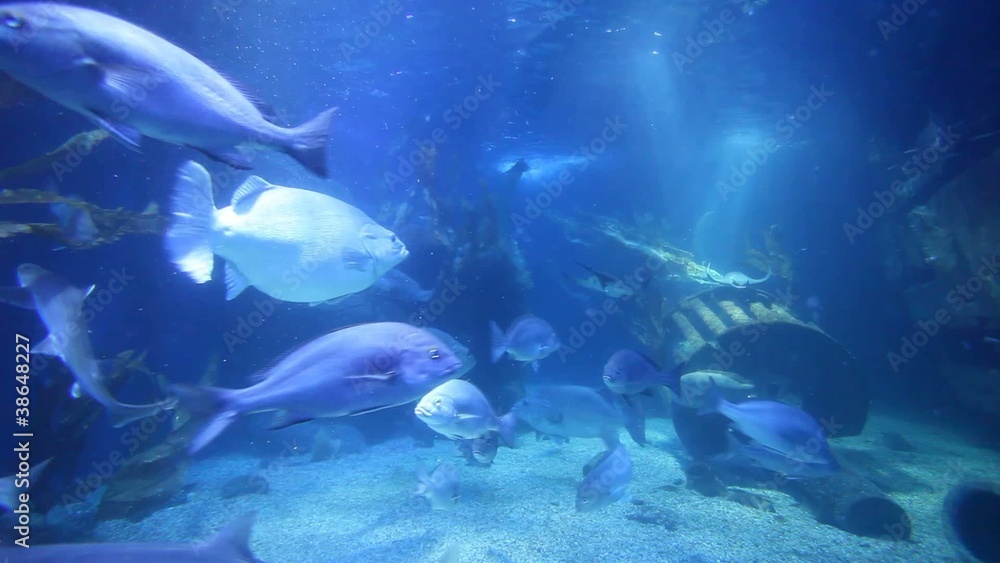 Underwater landscape