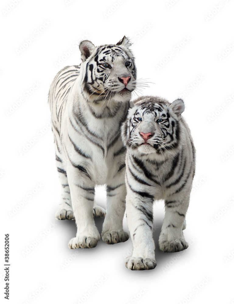 Fototapeta premium Two white tigers