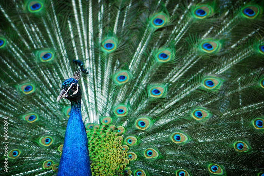Fototapeta premium Peacock peafowl with his tail feathers