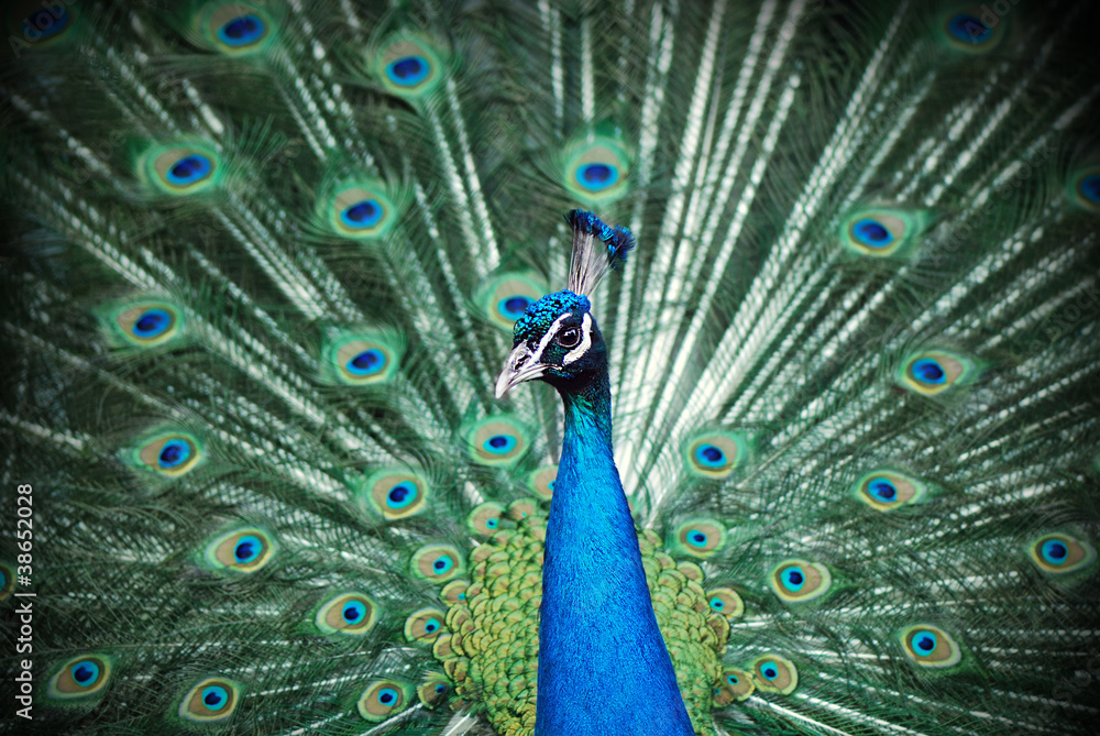 Fototapeta premium Peacock peafowl with his tail feathers