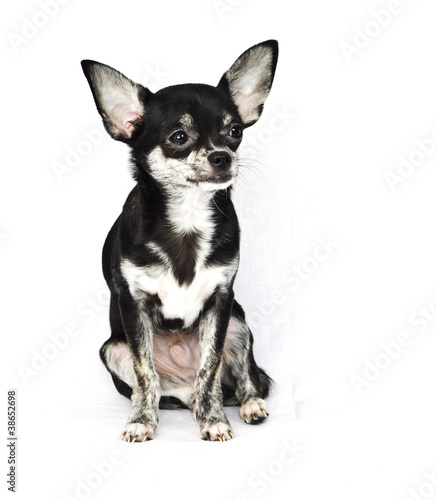Dog ( chihuahua ) ,isolated