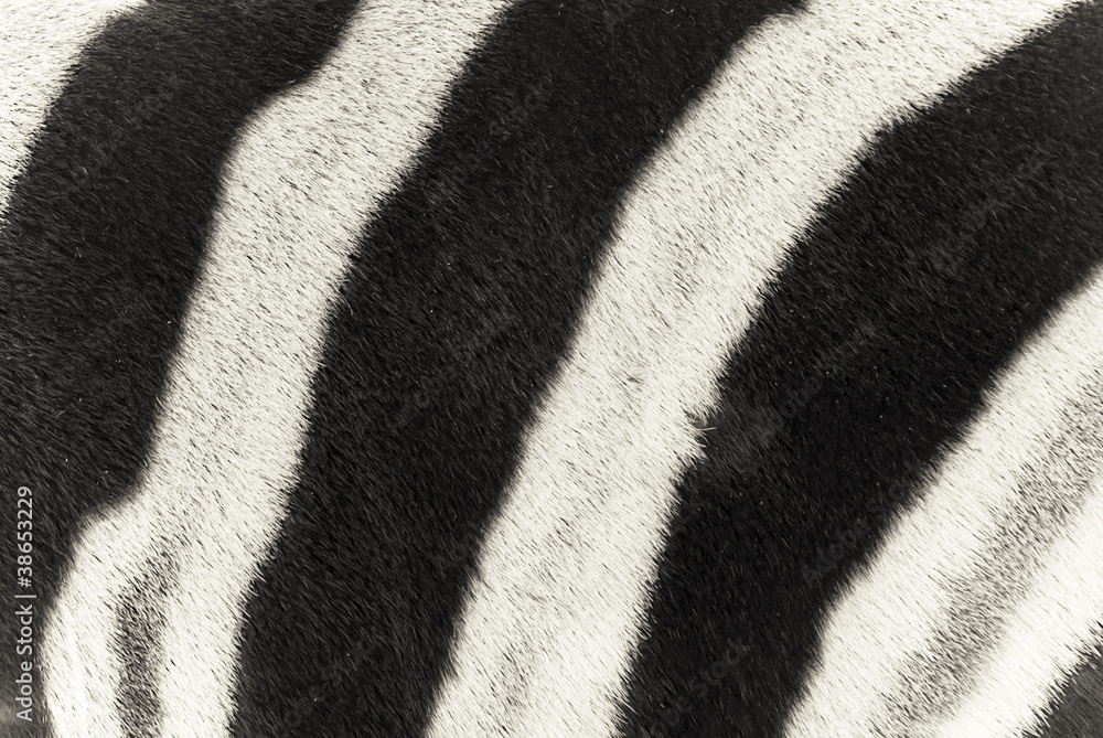 Zebra Zebra