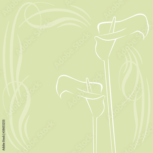 callas auf grünem hintergrund