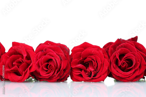 Beautiful red roses isolated on white