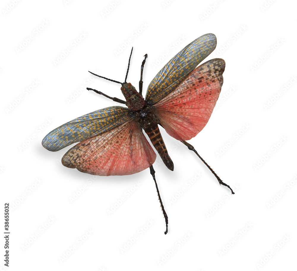 Naklejka premium Tropical butterfly isolated on white