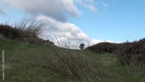 Dog running towards and past the camera