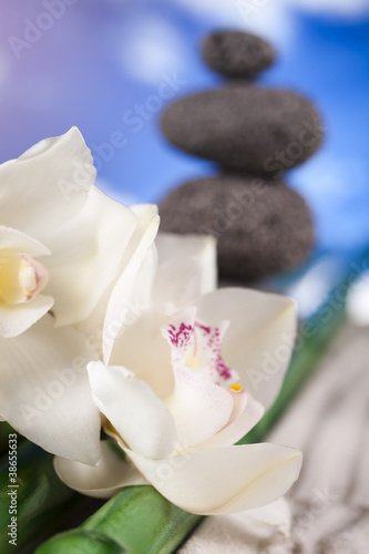 Still life, with orchid flower, zen