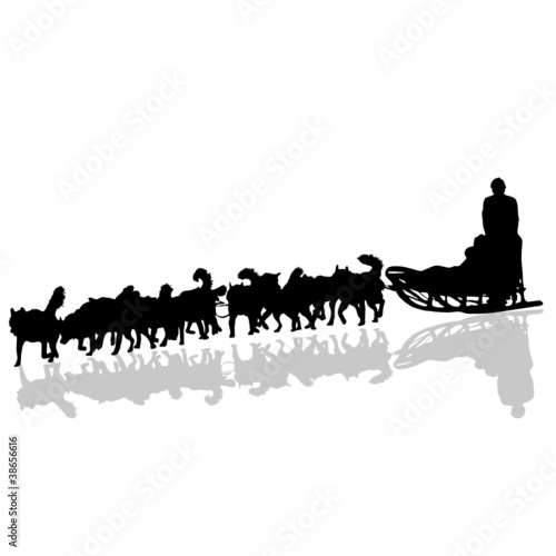 dogs pulling a sled in black vector silhouette