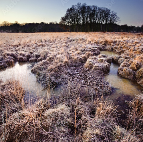 Beautiful frozen field Wint...