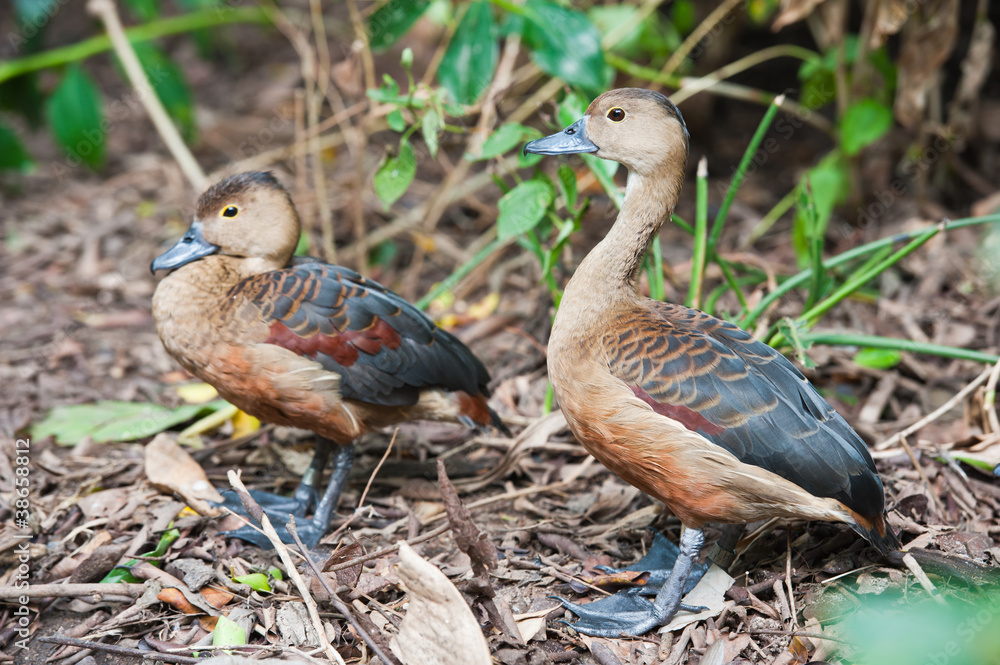 Beautiful Duck Beautiful Duck