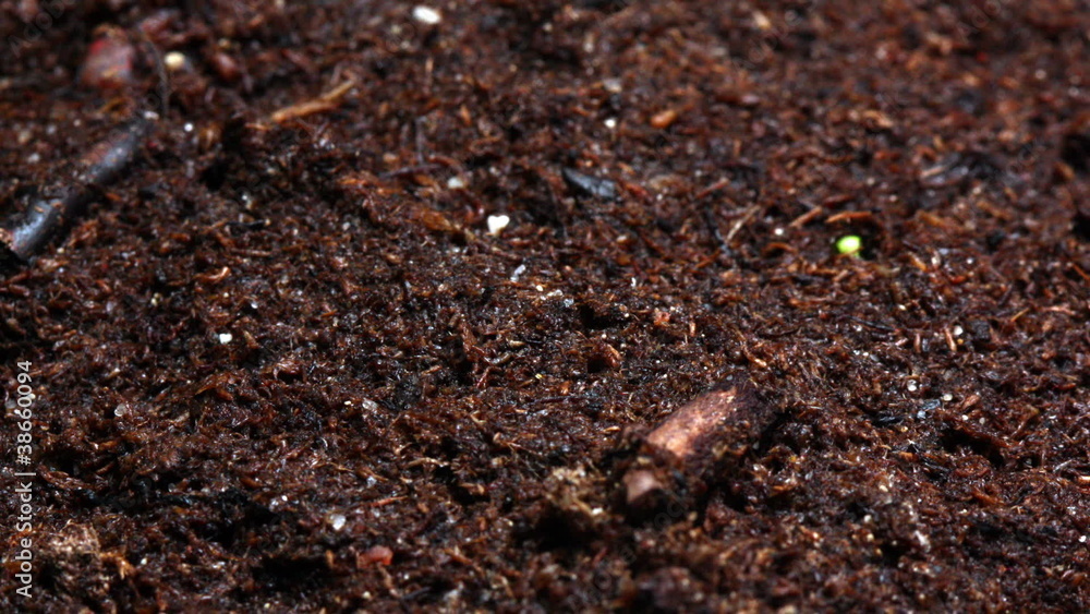 Salad seeds moving the ground up timelapse Salad seeds moving the ground up timelapse