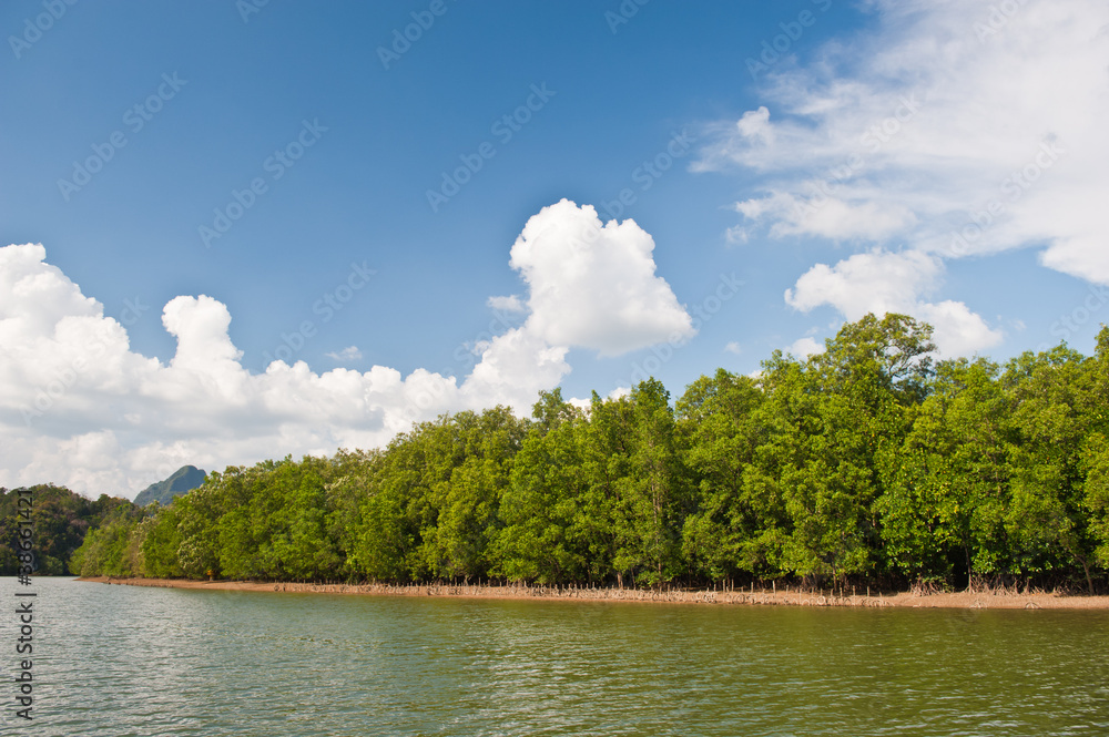 Mangrove in southern of thailand