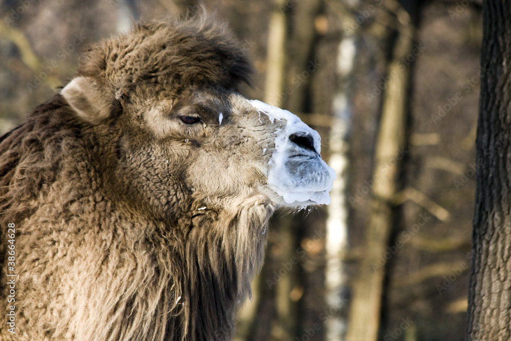 A male two-humped camel (Camelus bactrianus) is ready to mate