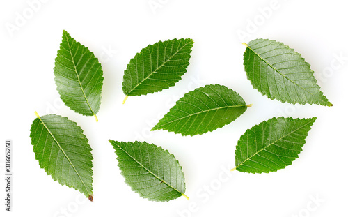 Beautiful green leaves isolated on white