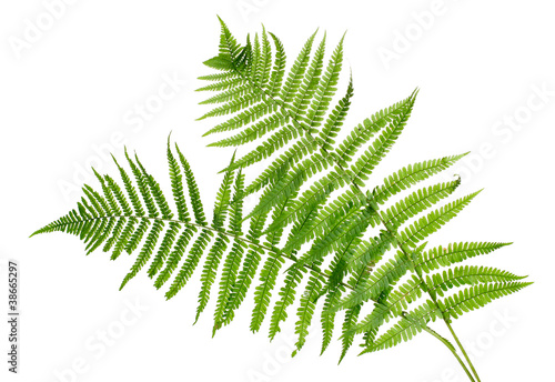 Two green leaves of fern isolated on white photo