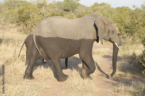 half-wet elephant photo